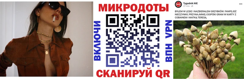 Галлюциногенные грибы Psilocybine cubensis  Лысьва 